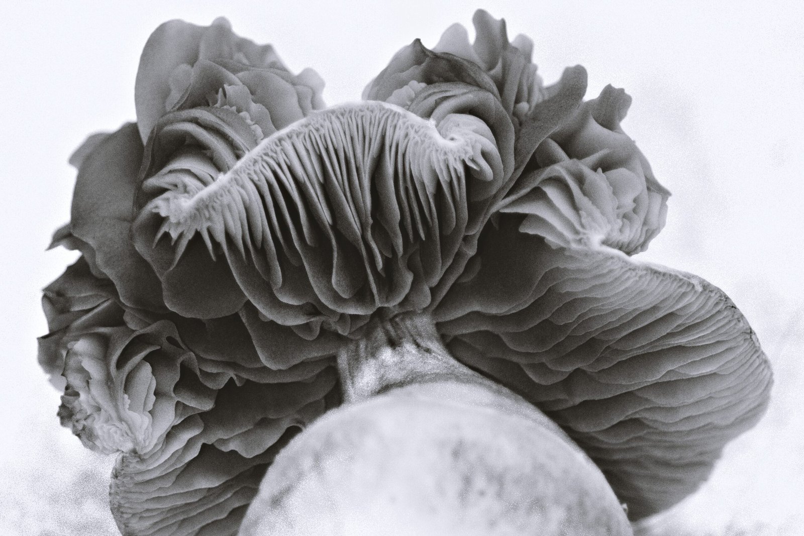 a mangled mushroom
