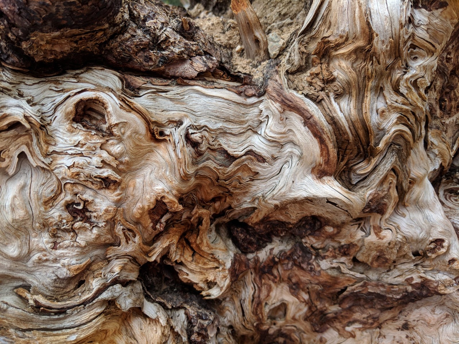 The Way revealed in a fallen tree.
