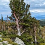 Seasons of Soul – For the Love of Trees