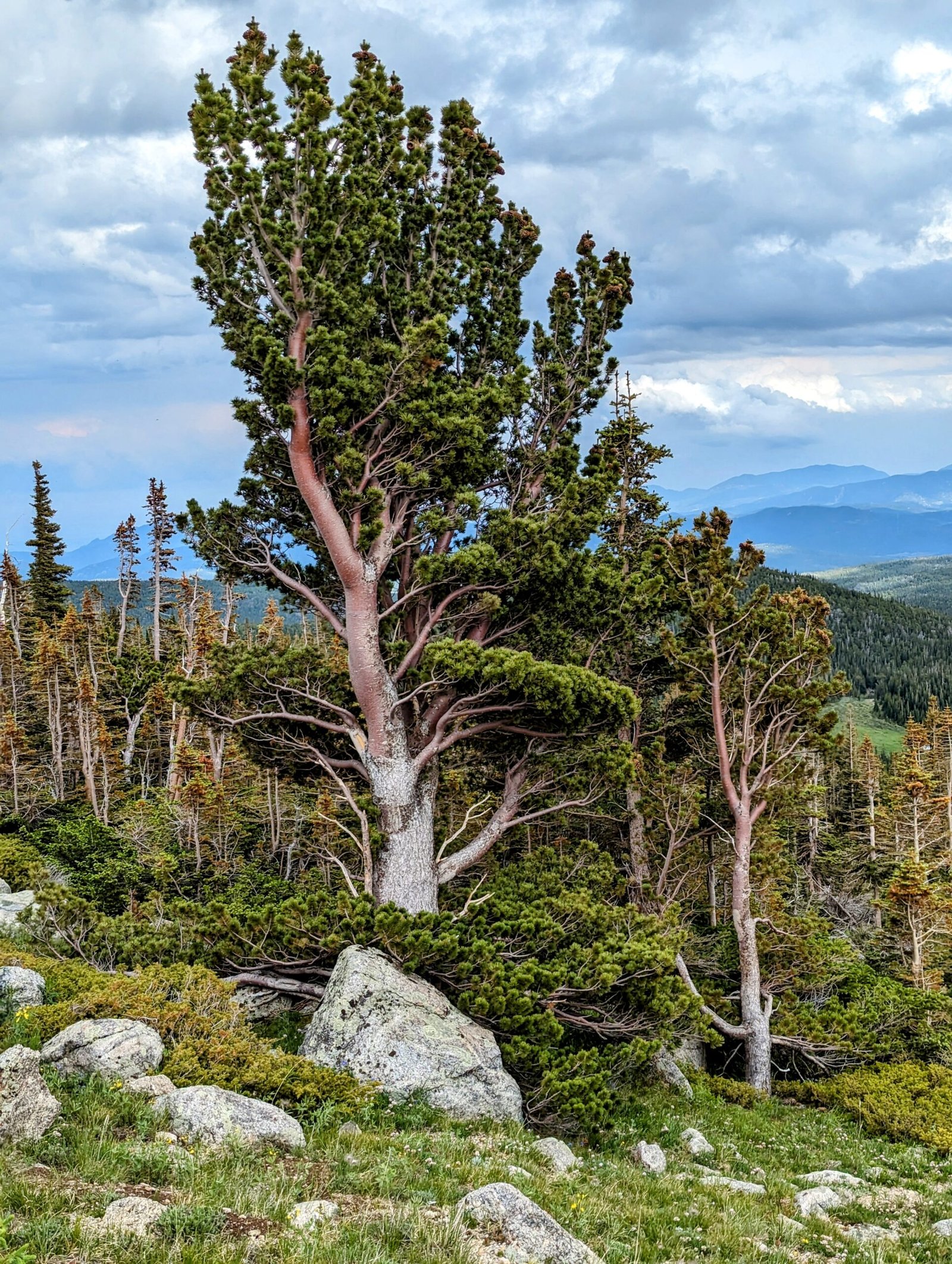 A weather-worn tree.